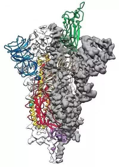 新冠病毒全球肆虐，我們加速病毒抗原肽的研發(fā)生產以助新冠疫苗的成功開發(fā)