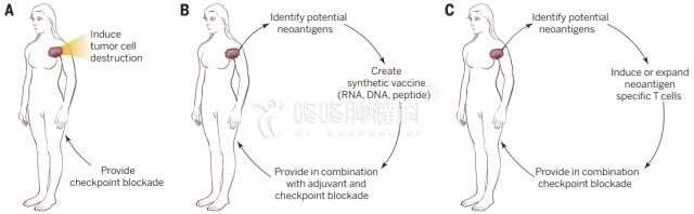 腫瘤新抗原免疫治療為腫瘤患者帶來福音