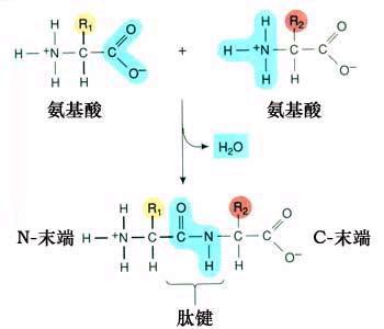 一個(gè)肽鍵叫二肽，兩個(gè)肽鍵叫什么（都說幾個(gè)肽鍵就叫幾肽）