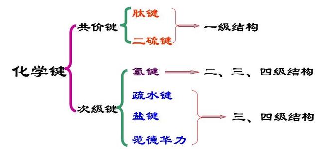 什么叫肽鍵？肽鍵的作用有哪些？