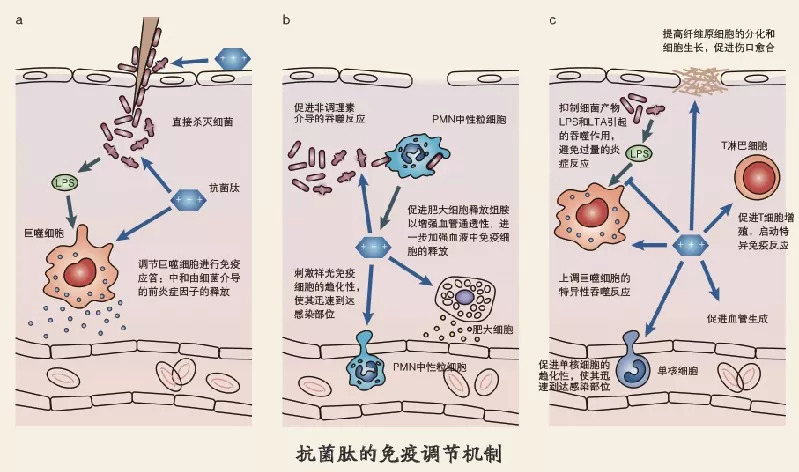 什么是抗菌肽？抗菌肽到底有哪些效果？