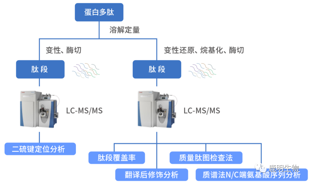 生物藥定性分析檢驗（蛋白質(zhì)、多肽）、臨床醫(yī)學(xué)前DMPK科學(xué)研究及微生物剖析、生物藥