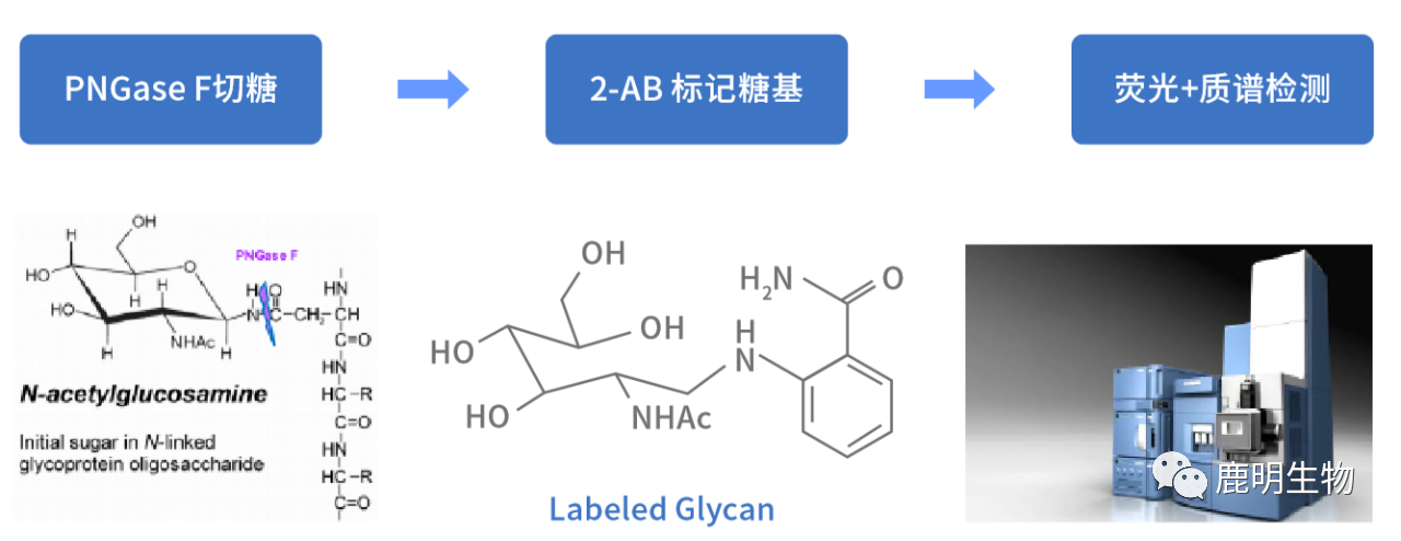 生物藥定性分析檢驗（蛋白質(zhì)、多肽）、臨床醫(yī)學(xué)前DMPK科學(xué)研究及微生物剖析、生物藥