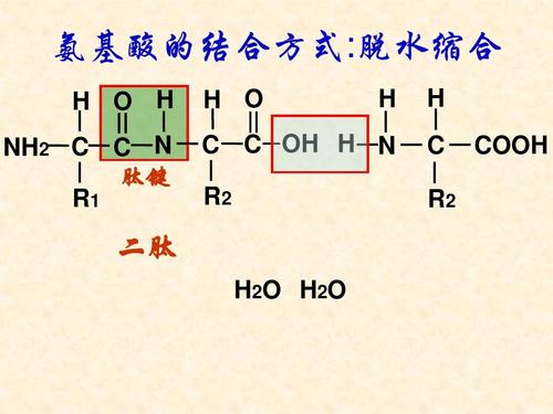 和大家談談肽鍵與氨基酸的關系