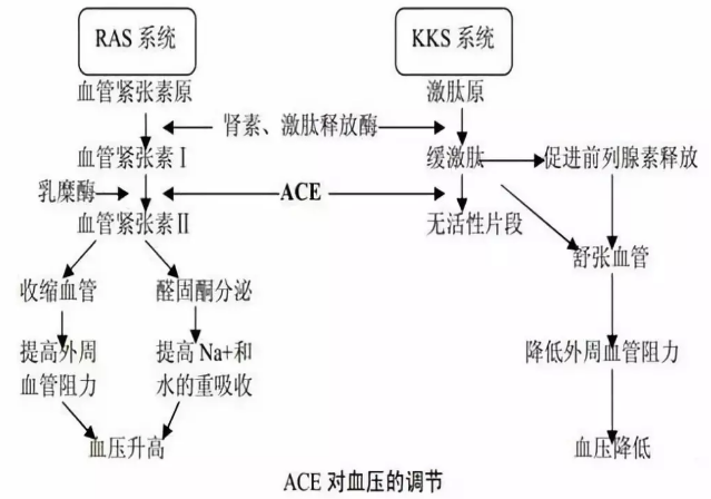 多肽類的功效有哪些，人們早已發(fā)現(xiàn)的多肽類功效