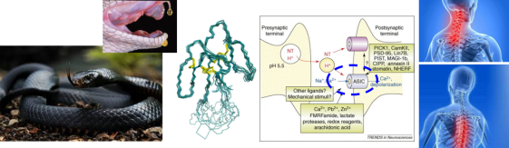 《elife》：非洲黑曼巴蛇毒多肽特異性識(shí)別并抑制疼痛以及相關(guān)人源酸敏感通道的結(jié)構(gòu)基礎(chǔ)