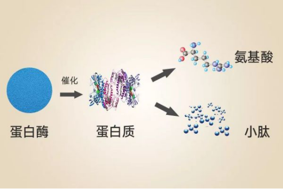 多肽的副作用是什么？多肽對皮膚有有副作用嗎？