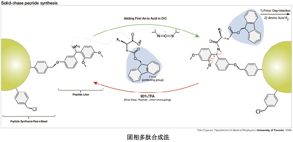 固相合成多肽的研究進展及展望一起來了解一下吧