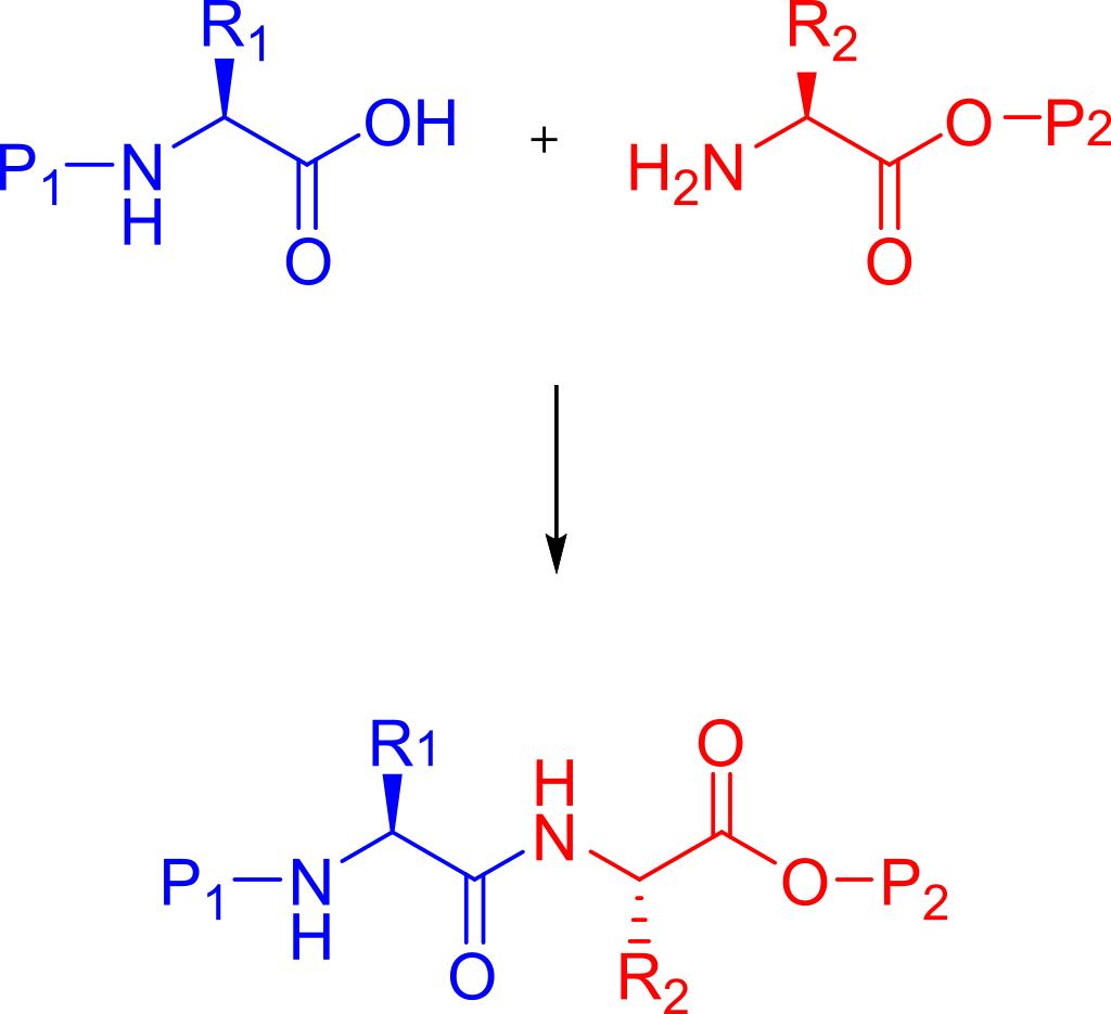 固拓生物-肽合成的介紹