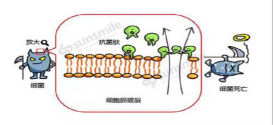 生物抗菌多肽在口腔疾病治療中的應(yīng)用