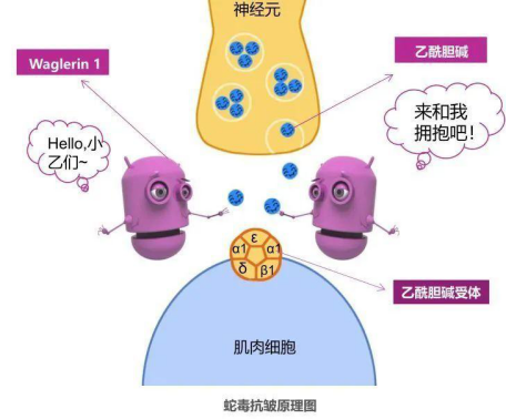 護(hù)膚品中的肽是什么?