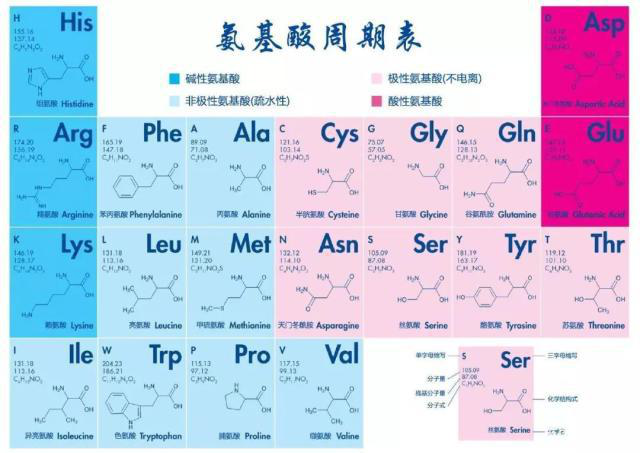 多肽的基本組成單位，氨基酸的結(jié)構(gòu)與分類(lèi)