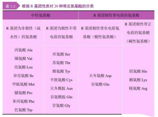 多肽的基本組成單位，氨基酸的結(jié)構(gòu)與分類(lèi)