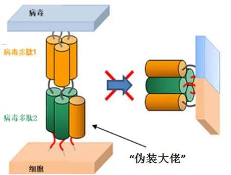 多肽藥物：阻斷病毒進(jìn)出細(xì)胞的“門(mén)將”