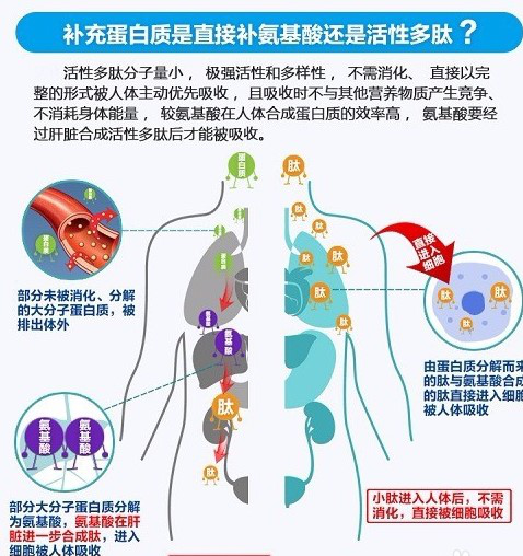 活性多肽與人們身心健康，你了解多少！