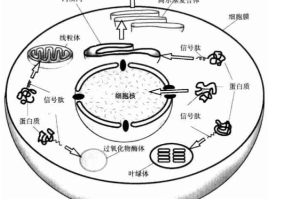 抗衰老三巨頭之多肽，類型多到爆炸，到底該怎么選呢？