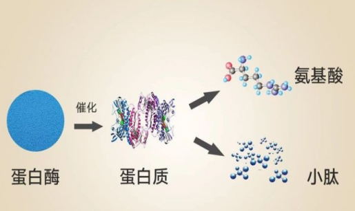 蛋白質(zhì)和小分子肽哪一個(gè)更有用？