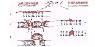 固拓生物—抗菌肽的作用你了解多少