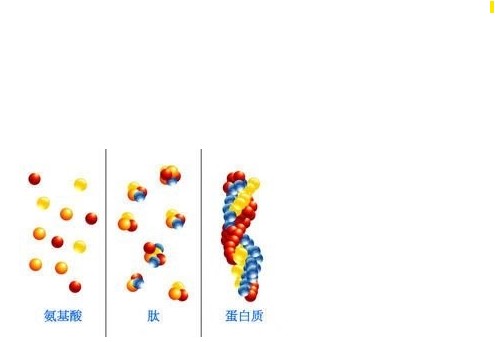 固拓生物-美容多肽與其他護膚品活性物的對比