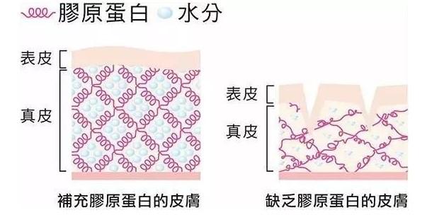 膠原蛋白是啥?？為什么說它很重要？本文給大家答案