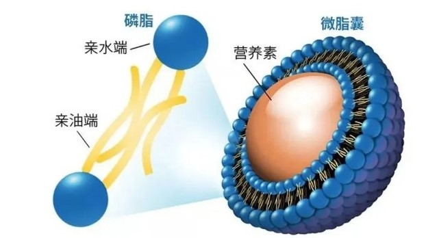 肽類護(hù)膚盛行 ，愛(ài)美麗的小公舉你對(duì)“肽”掌握是多少？