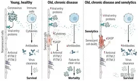 在臨床前動物中，抗衰老藥物可降低冠狀病毒相關(guān)的死亡率