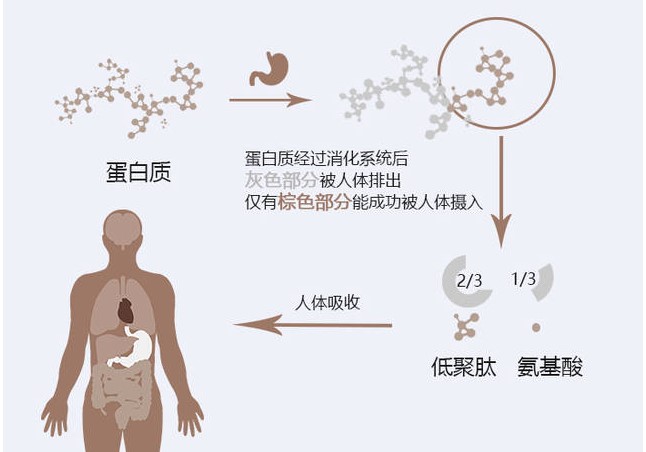 怎樣進行蛋白質(zhì)保存？?你了解多少？