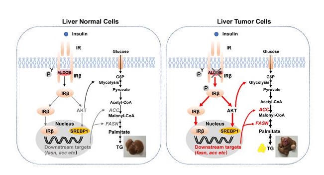 發(fā)現(xiàn)糖代謝重要酶調(diào)控胰島素受體信號(hào)通路新機(jī)制