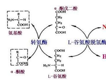 氨基酸的轉(zhuǎn)氨、協(xié)同脫氨與脫酰胺功效