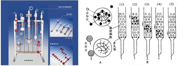 各種純化蛋白分離大集合！