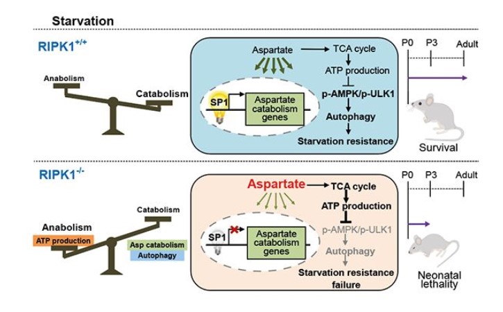 揭露蛋白激酶RIPK1對饑餓應(yīng)激的分泌管控體制