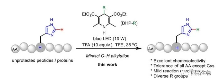 「多肽合成」可見光促進的組氨酸C-H官能團化修飾