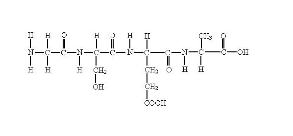 淺談合成多肽對皮膚有什么作用機理