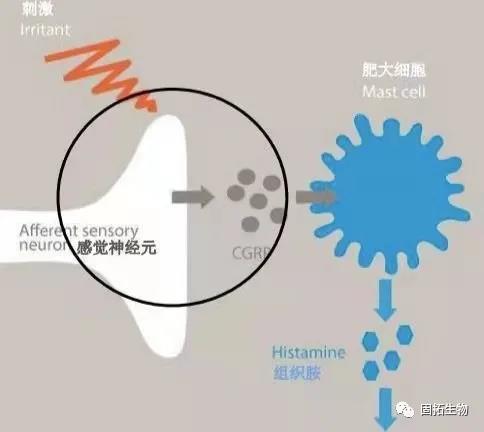 五肽-18/亮啡絲肽可減少神經(jīng)遞質(zhì)的釋放