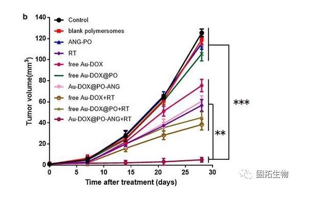 Au-DOX@PO-ANG新型靶向系統(tǒng)用于腫瘤的聯(lián)合治療