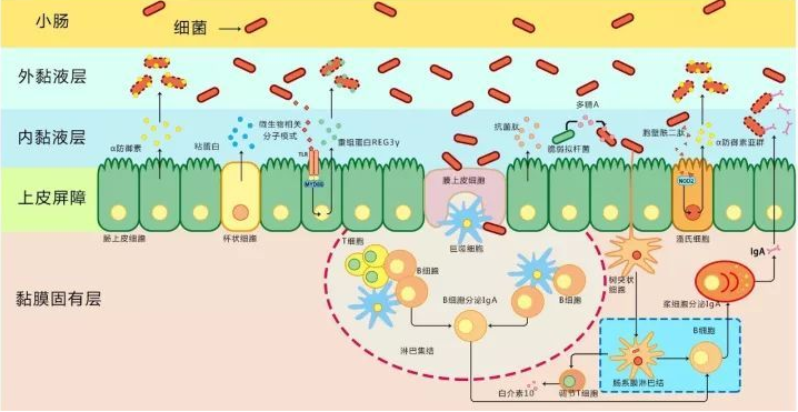 什么是抗菌肽？?抗菌肽到底存在什么效果？