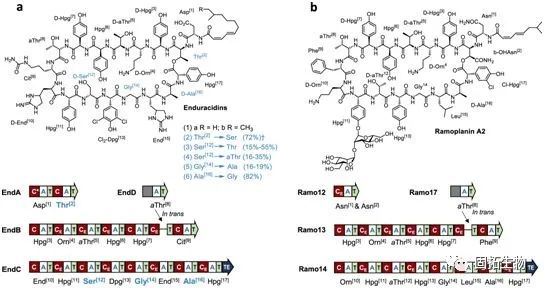 利用CRISPR-Cas9對(duì)非核糖體肽合成酶進(jìn)行編輯可產(chǎn)生新型抗生素