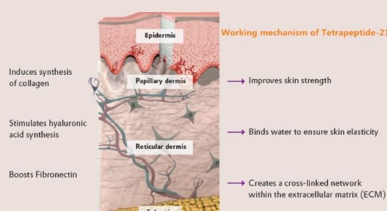 四肽-21（Tetrapeptide-21）除皺提升延展性