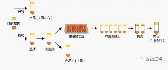 哺乳動(dòng)物細(xì)胞蛋白表達(dá)