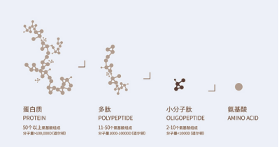 無需氨基酸就能合成多肽，是否有望解釋生命起源？