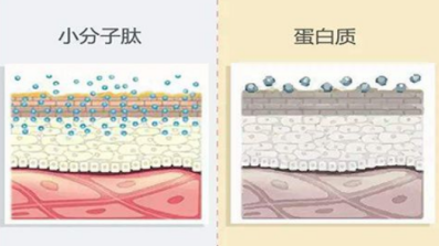 有著神奇功能的美容肽，超級(jí)肽