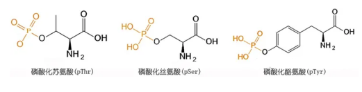 磷酸肽的認(rèn)識(shí)